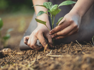 Os Benefícios da Agricultura Regenerativa: Um Caminho para o Futuro