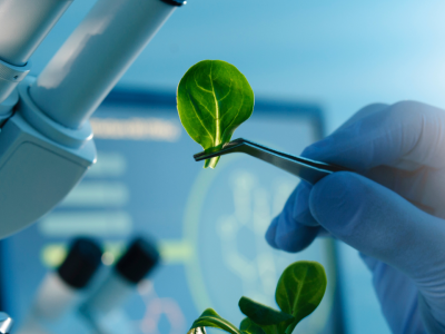 A Revolução Verde: Como a Biotecnologia Está Transformando a Agricultura